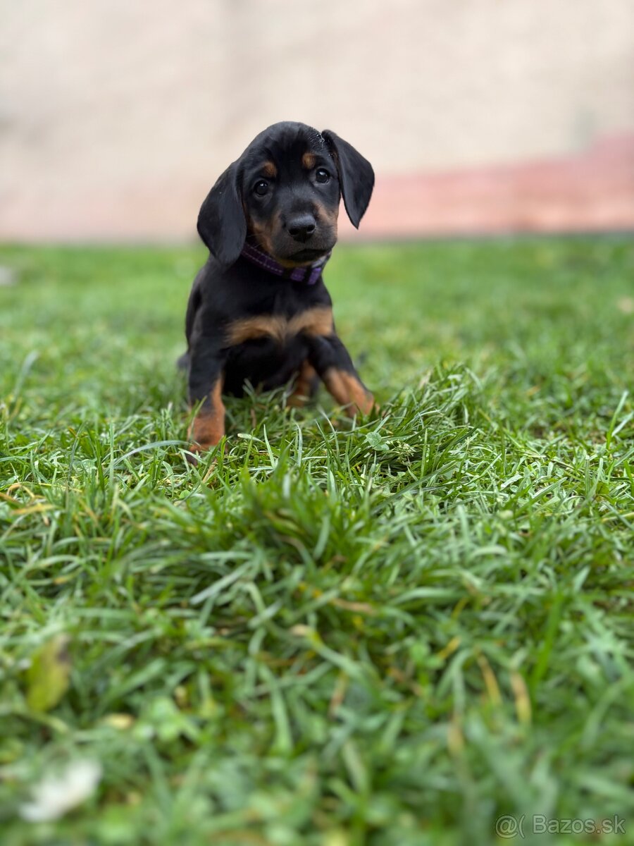 Slovenský kopov s PP - 5