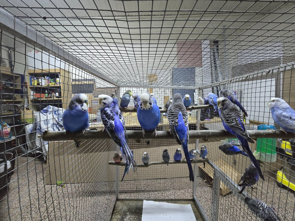 Andulka blackface - 5