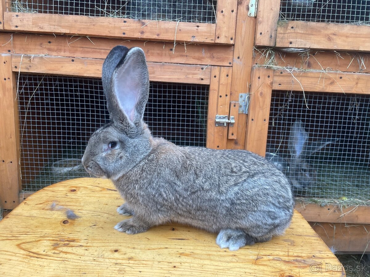 Predám samce BO - 5