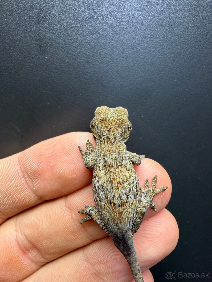Gargoyle gecko , Pagekon hrbolkohlavý Blotched - 5