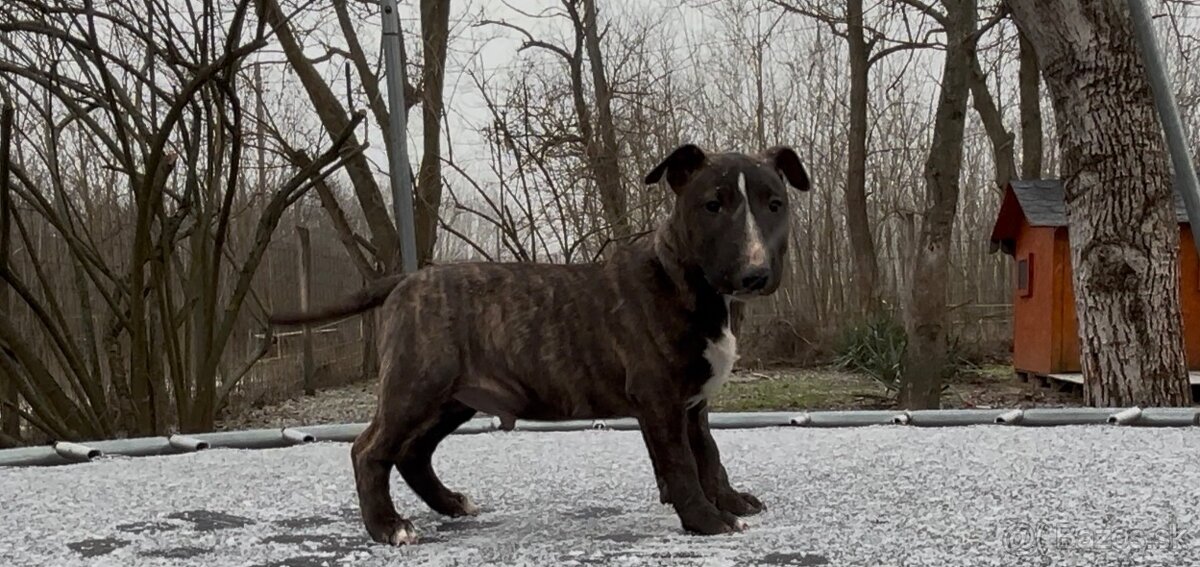 Mini bullterrier - 5