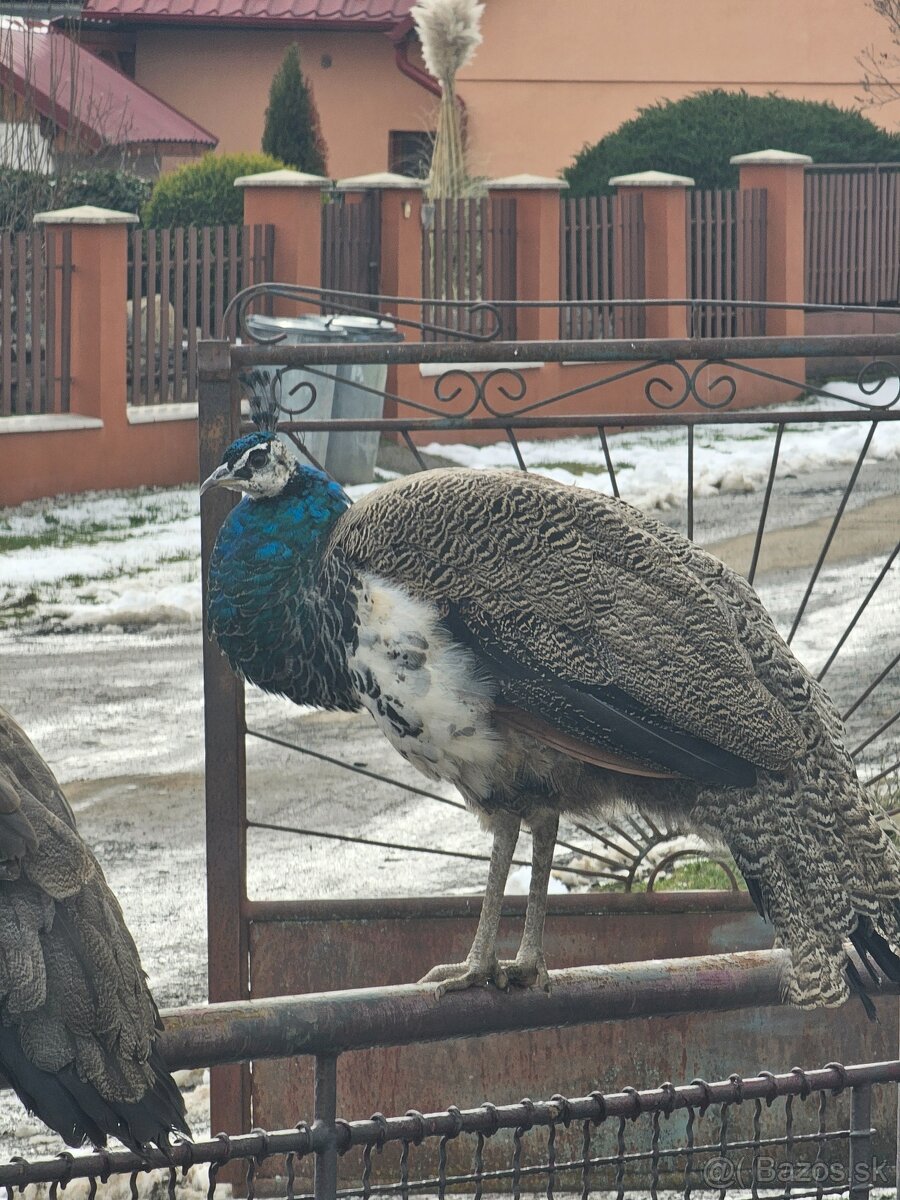 Pávy -9mesačné - 5