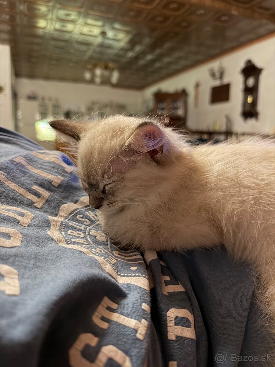 Mačiatko ragdoll - 5