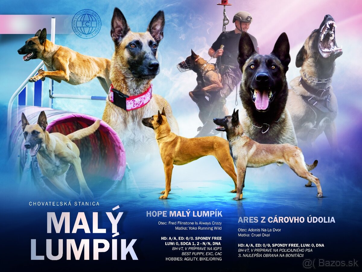 Belgický ovčiak - malinois sučka s PP - 5