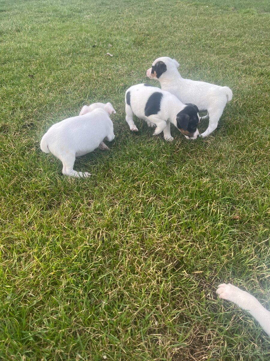 šteniatka Jack Russell teriér - 5