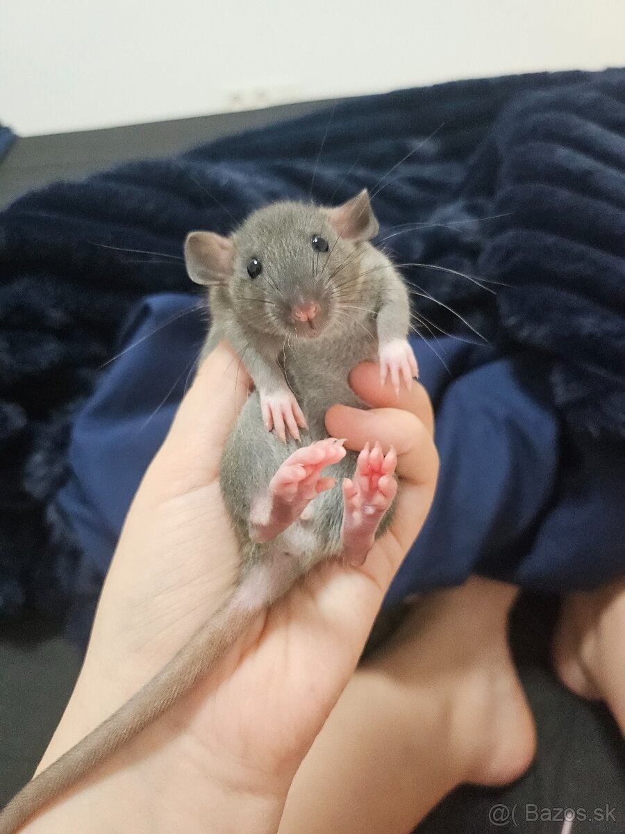 Darujem potkaníky - 5