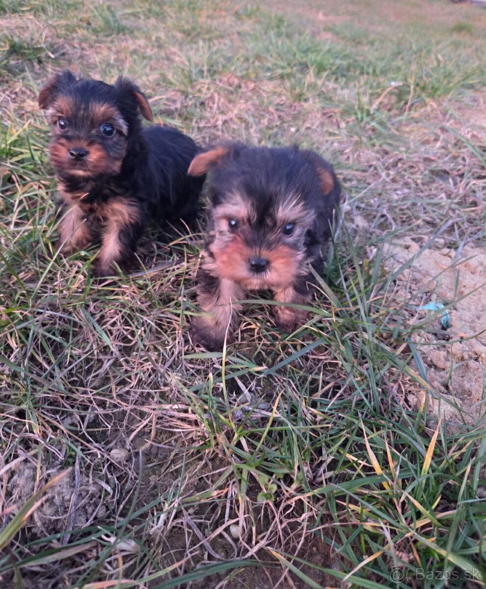 Yorkshirsky terier - 5