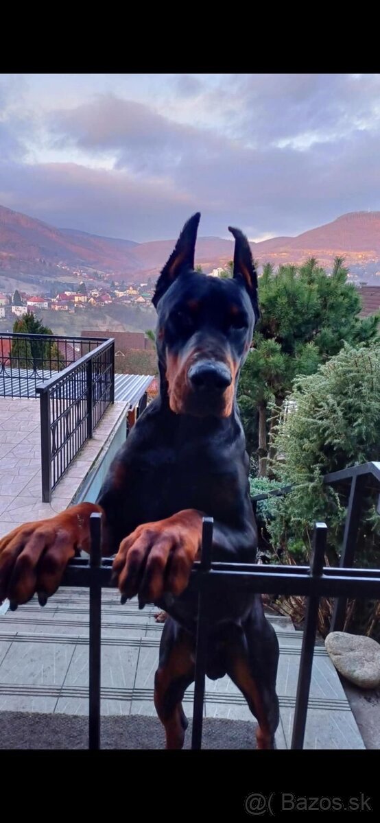 Doberman šteniatka - 5