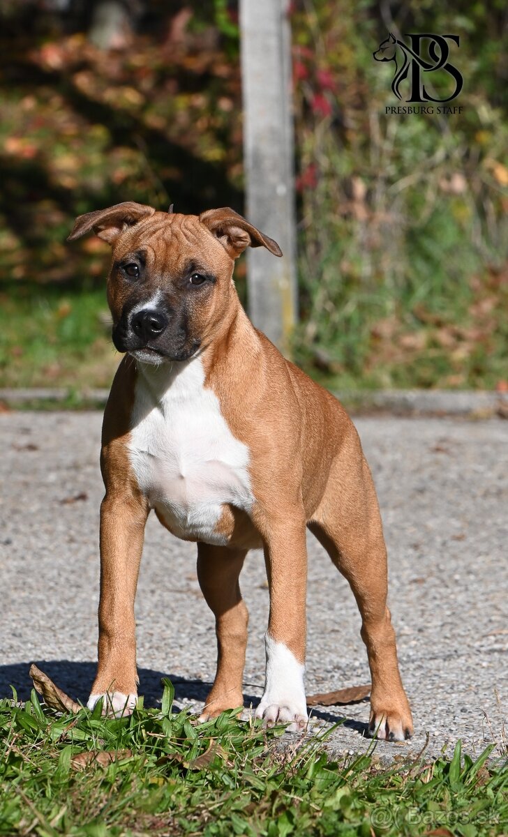 Americký Staffordšírsky terriér - 5