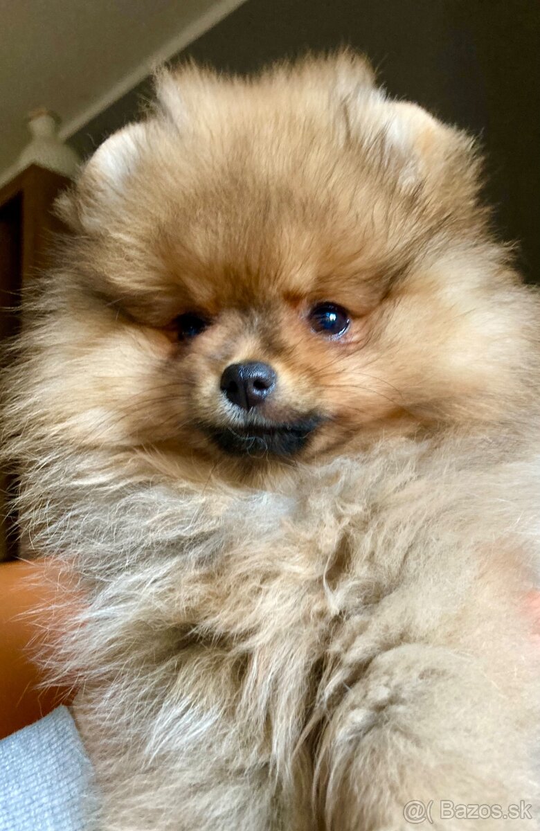 Pomeranian s PP FCI - 5