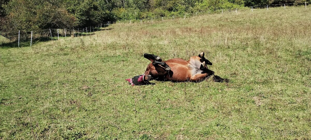 Predám/ vymením 10r kobylu na rekreaciu - 5