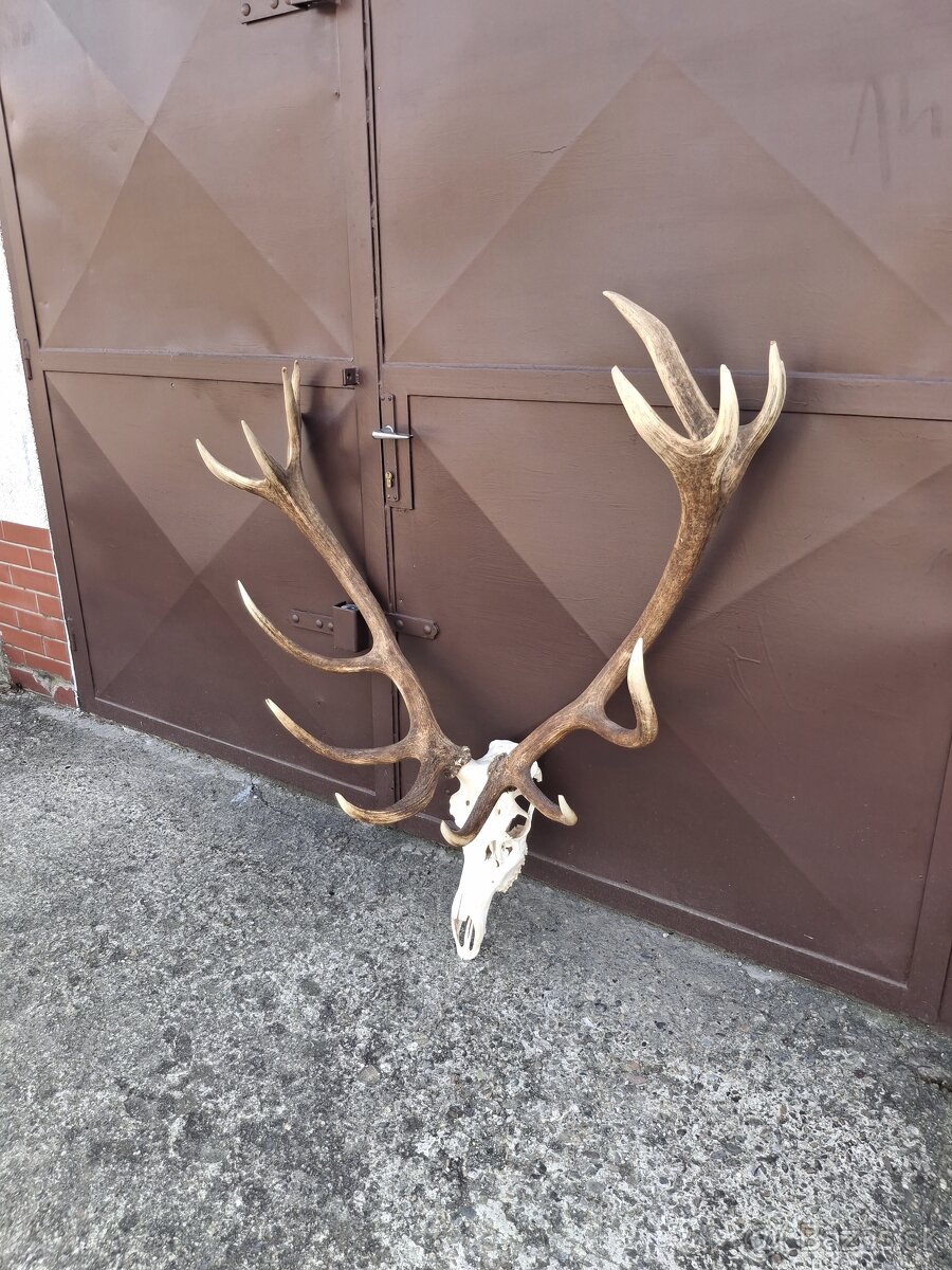 Trofej, parožie, zhody - 5