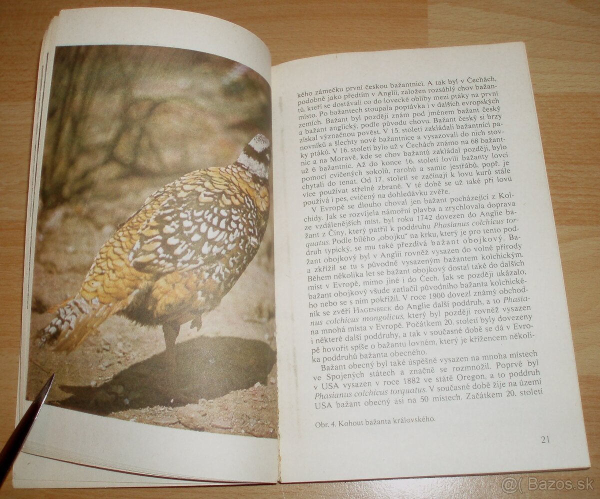 Bažanti a ostatní hrabaví - 5