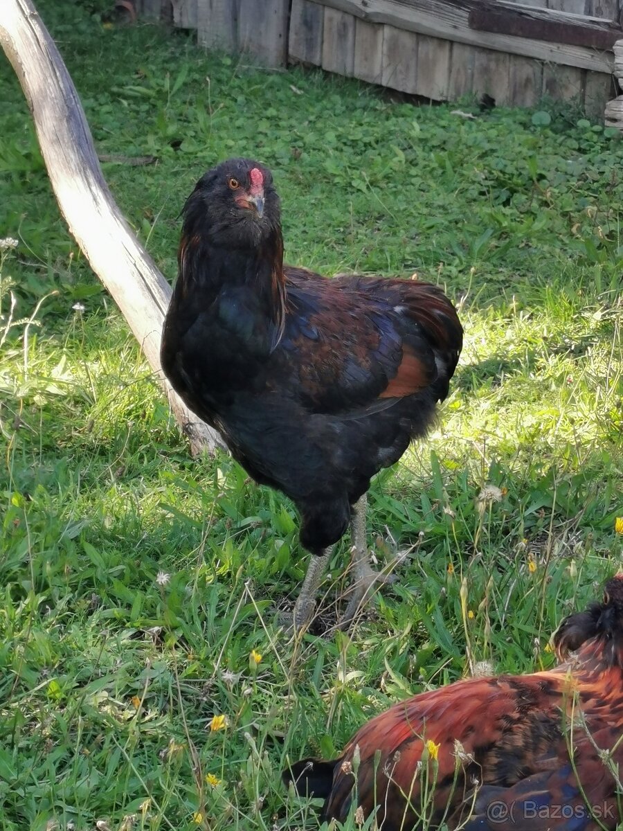 Kohút na predaj - 5