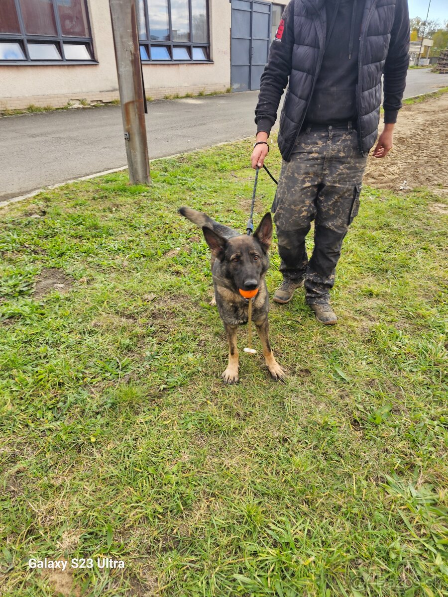 NEMECKÝ OVČIAK - 5