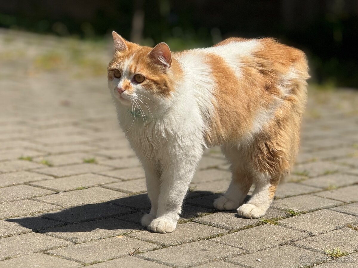 Dlhosrsta mačička trojfarebná - 5