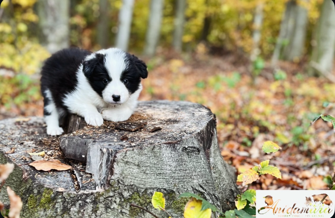 Border collie FCI - 5