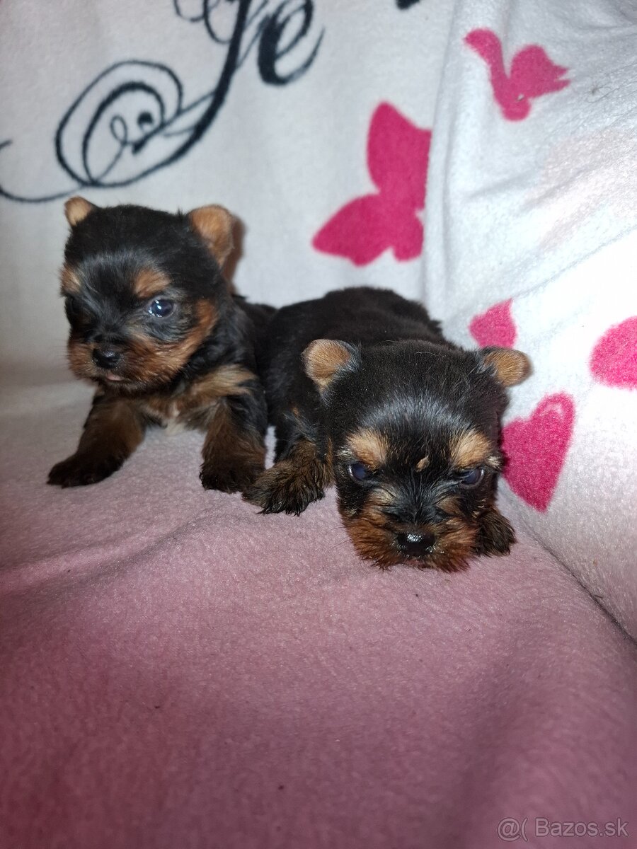 Yorksir teriér šteniatka - 5