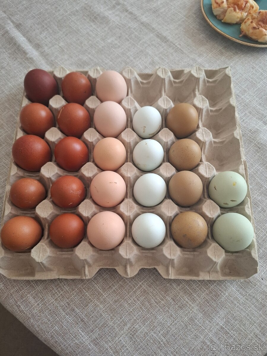 Australorpka ciernaNV - 5