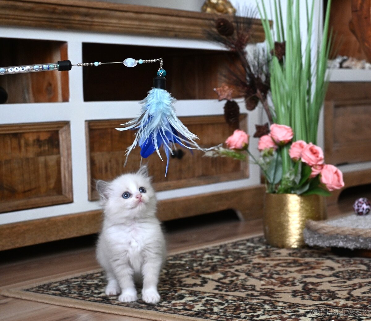 RAGDOLL mačiatka s rodokmeňom, - 5