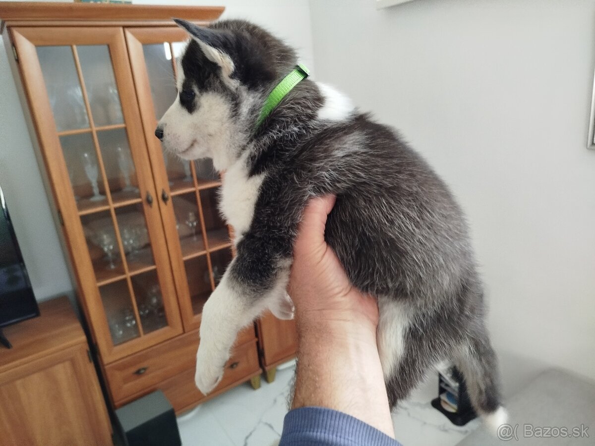 SIBÍRSKY HUSKY - 5