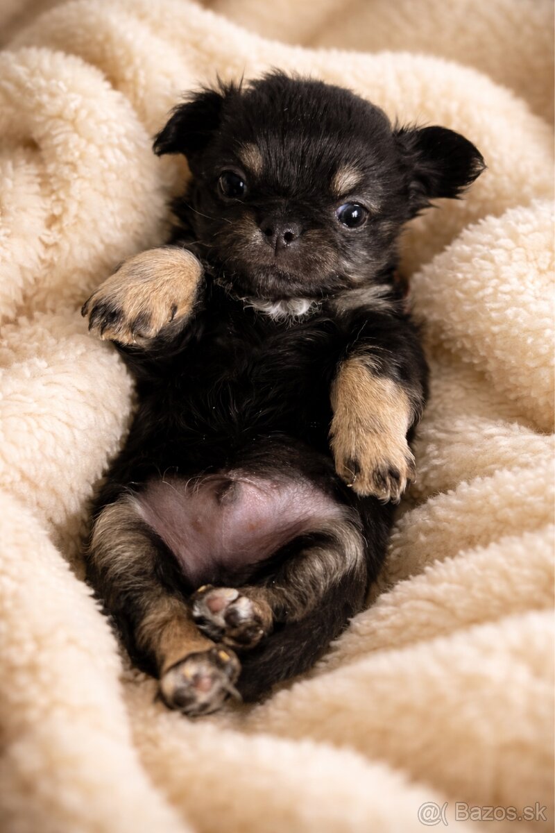 Čivava šteniatka s PP ( Psik a fenka ) - 5