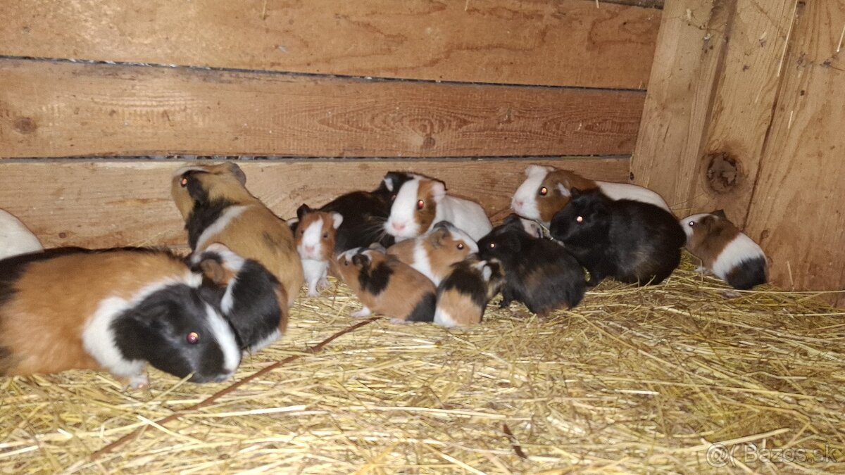 Morča , morské prasiatko, prasiatka - 5