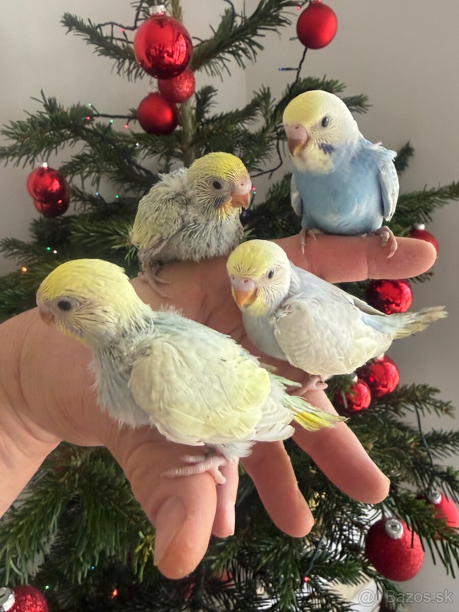 Andulky Dúhové Maznačikovia - 5