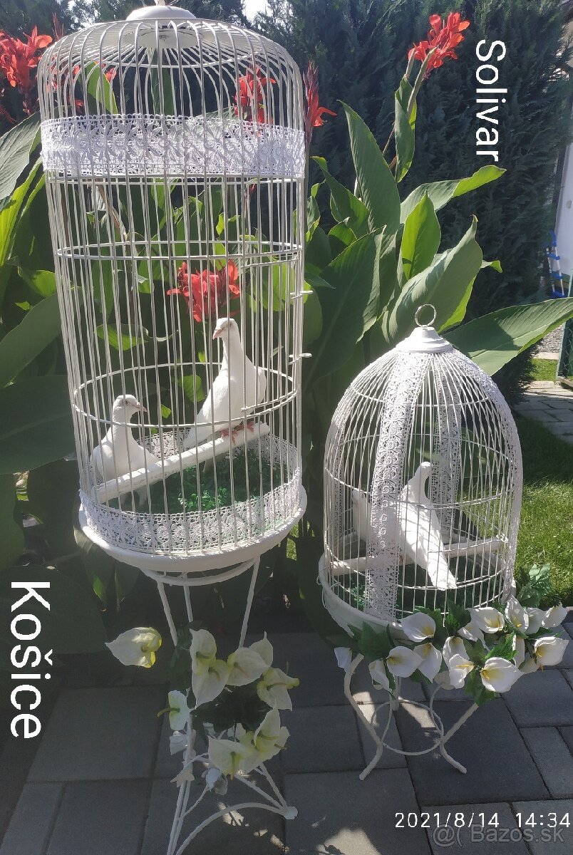 Biele svadobné holuby 2026 - 5