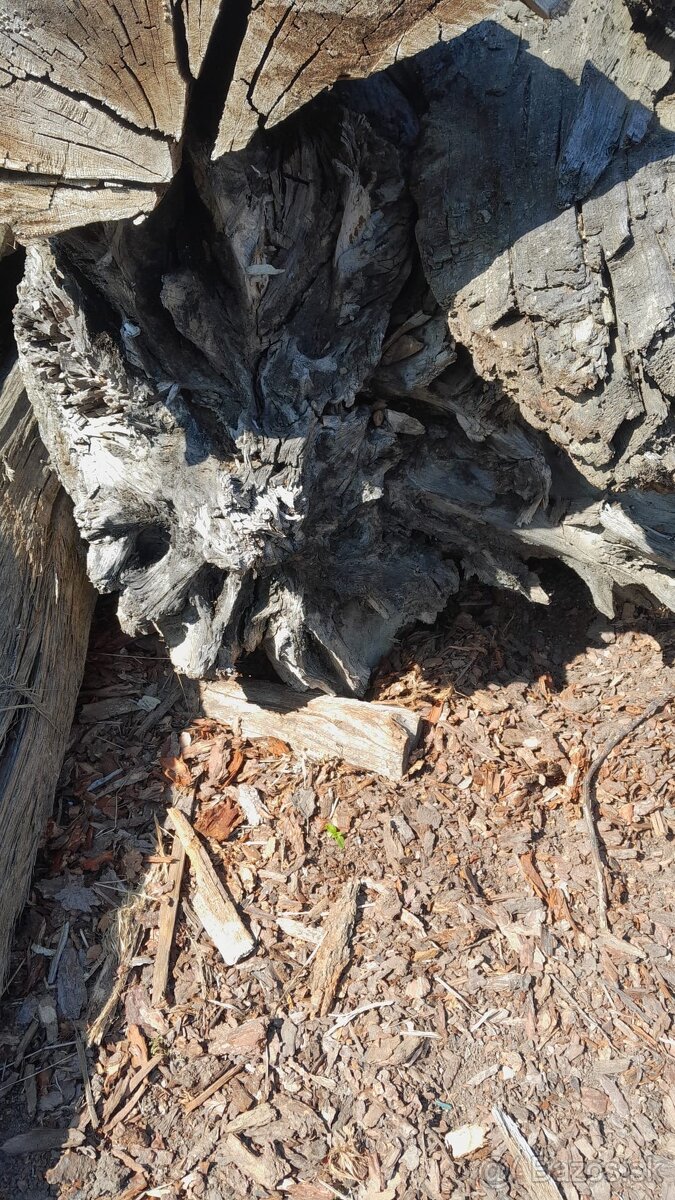 Subfosílny dub - cca 3000 rokov starý - 5