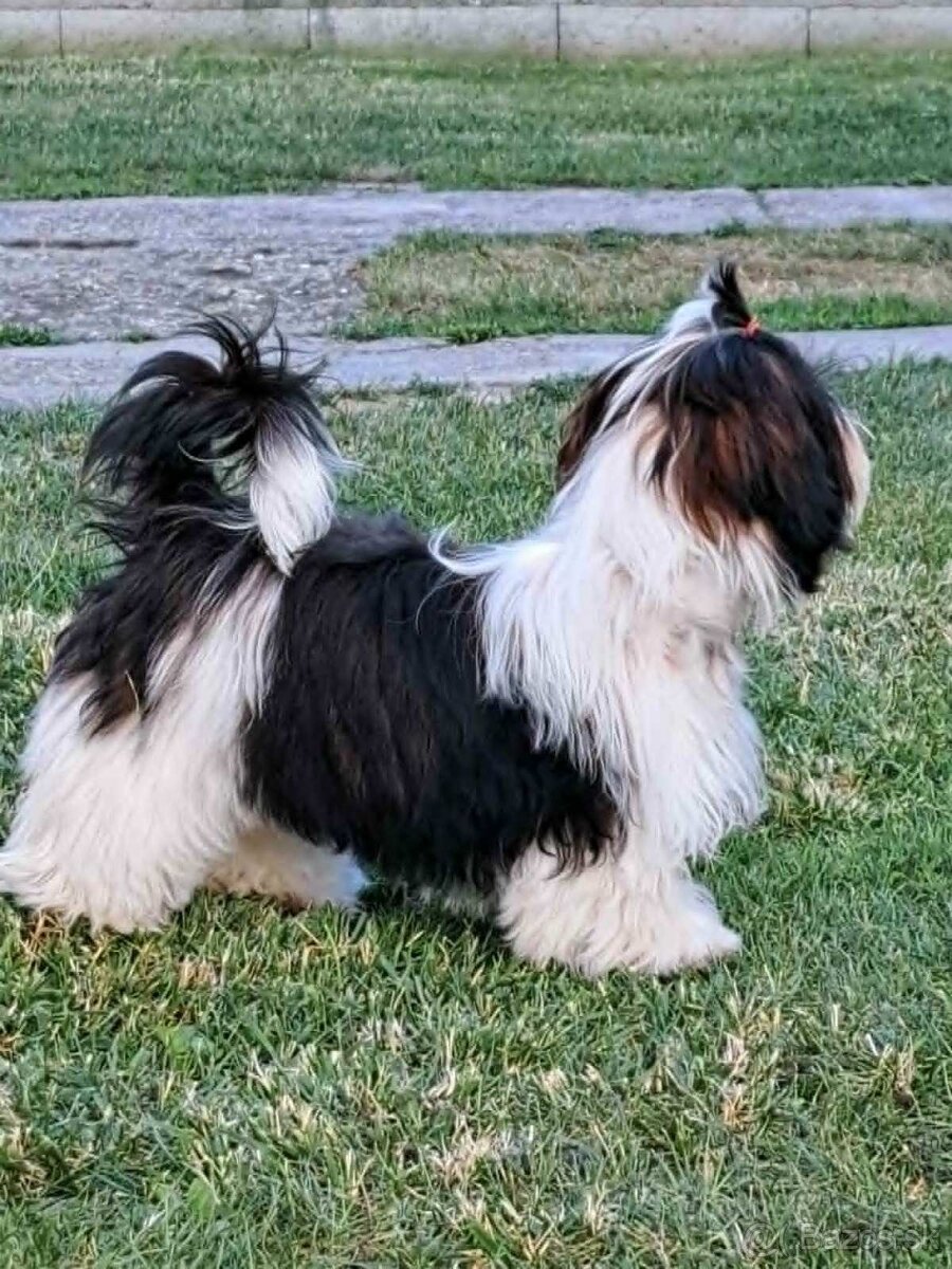 Predám šteniatka Shi tzu - 5