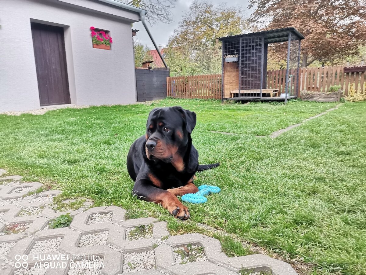 Rottweiler na krytie - 5