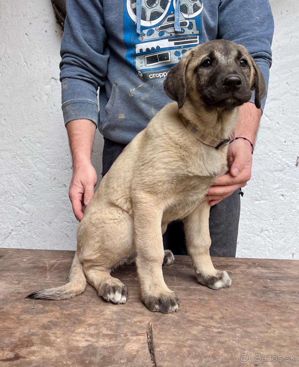 KANGAL - štěňata již K ODBĚRU, iba sučky - 5