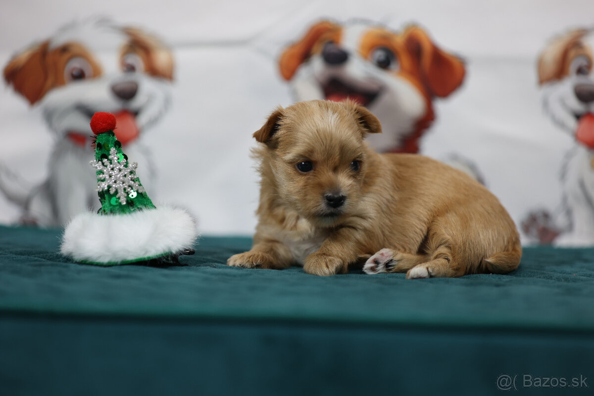 Golddust yorkshire terrier - luxusní fenečka s PP - 5