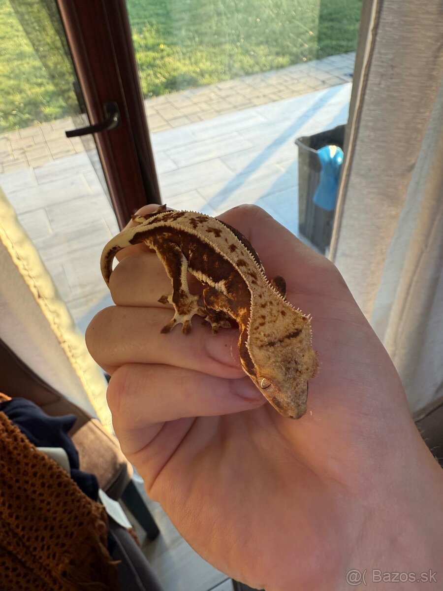 Pagekon riasnaty - 5