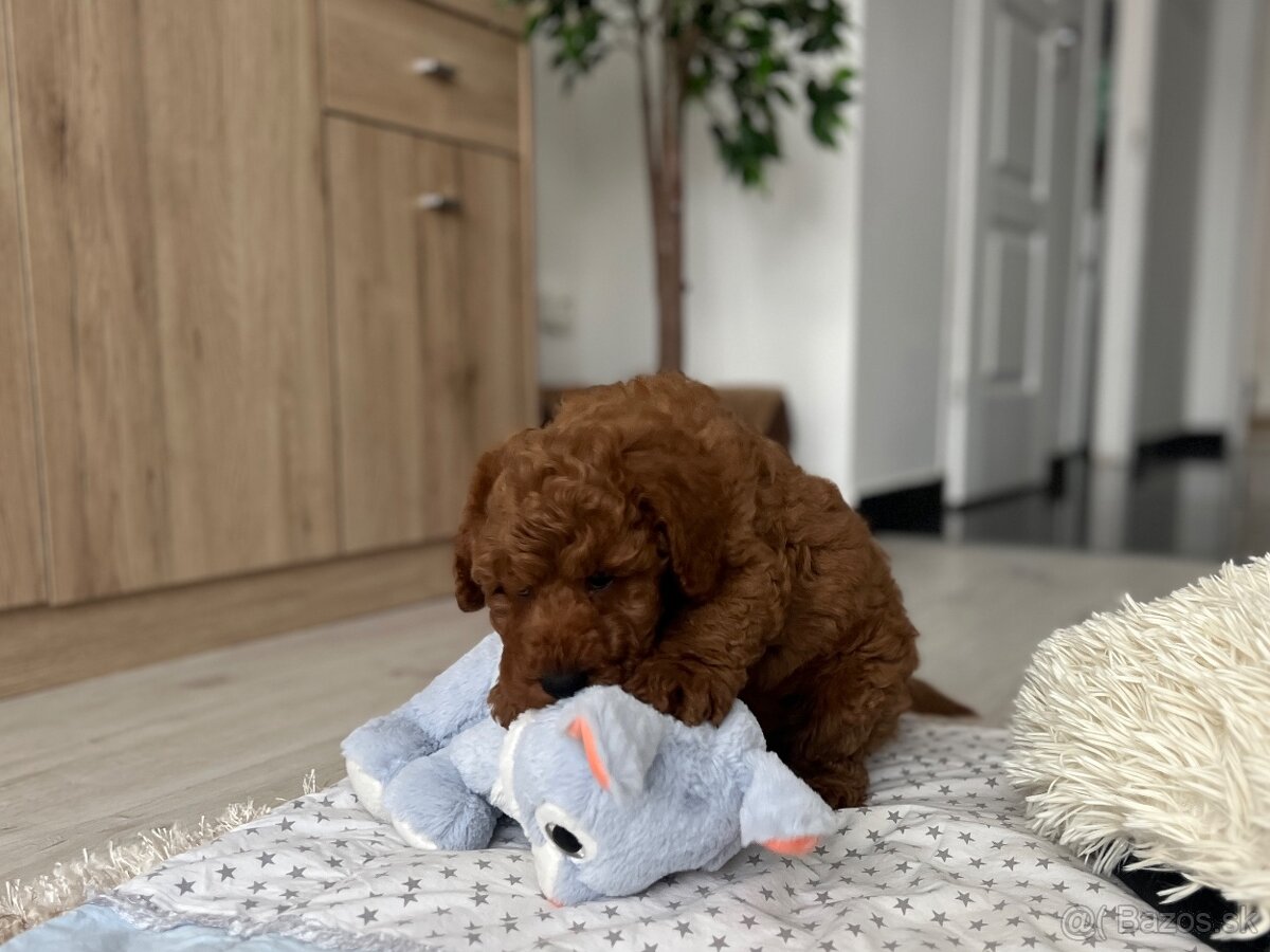 Trpasličí pudel šteniatka - 5