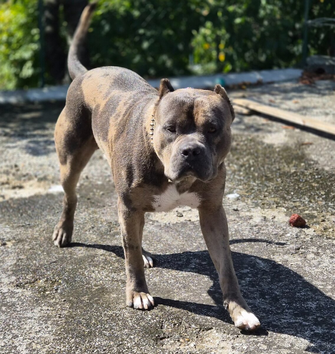 American Bully XXL /HAIBACH'S/ - 5