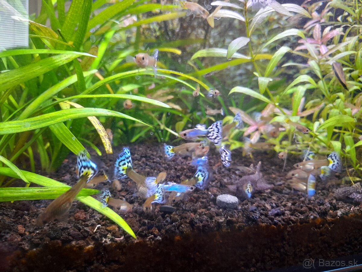 Japan Blue White Mosaic guppy - 5