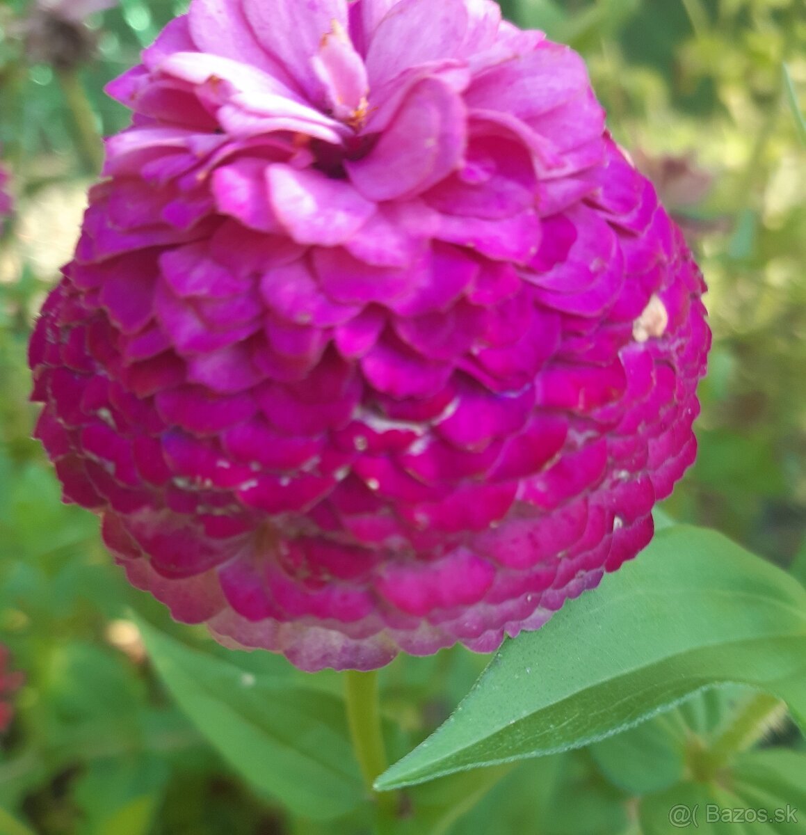 Cínia pôvabná - 5