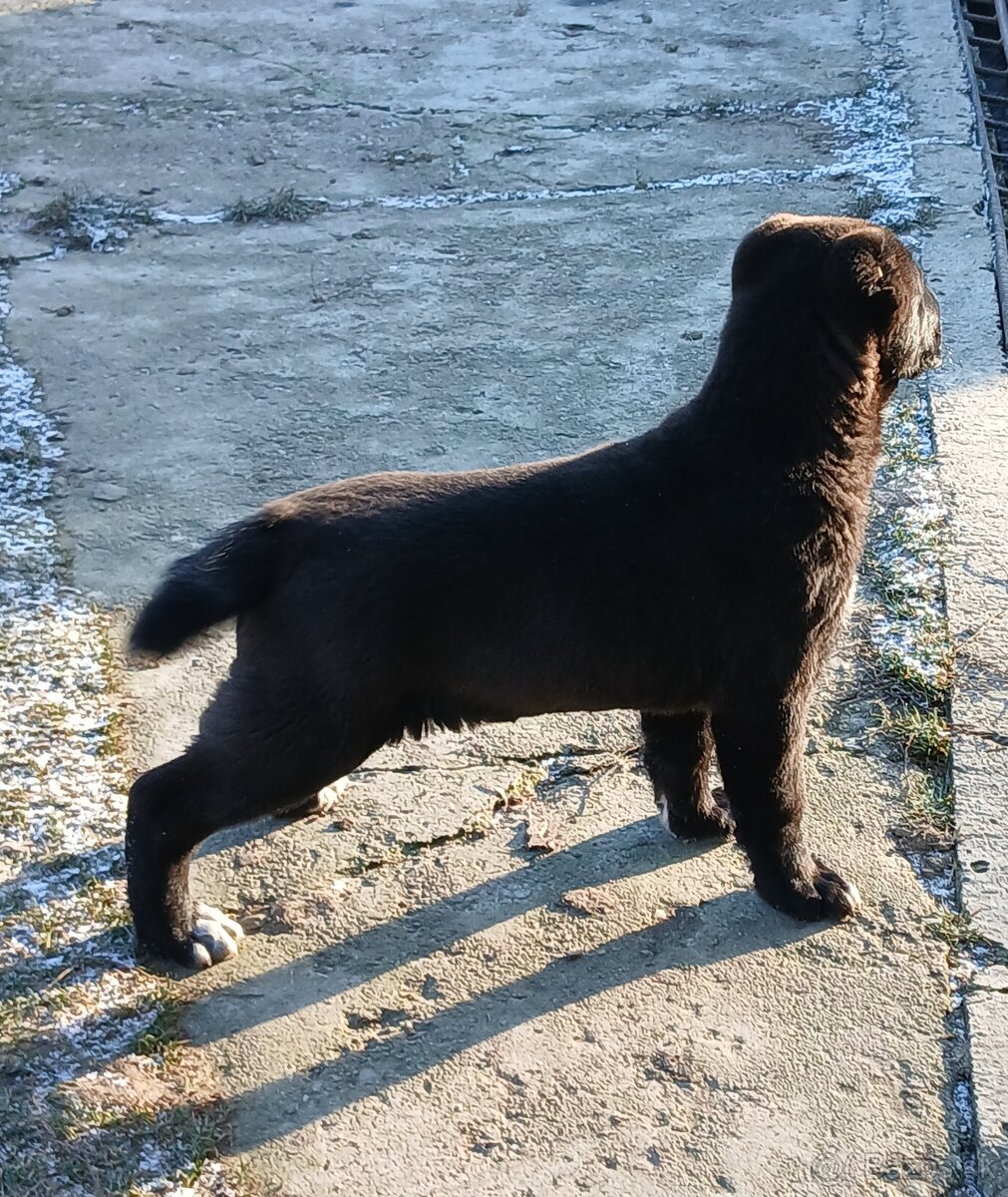 Stredoazijský ovčiak - 5