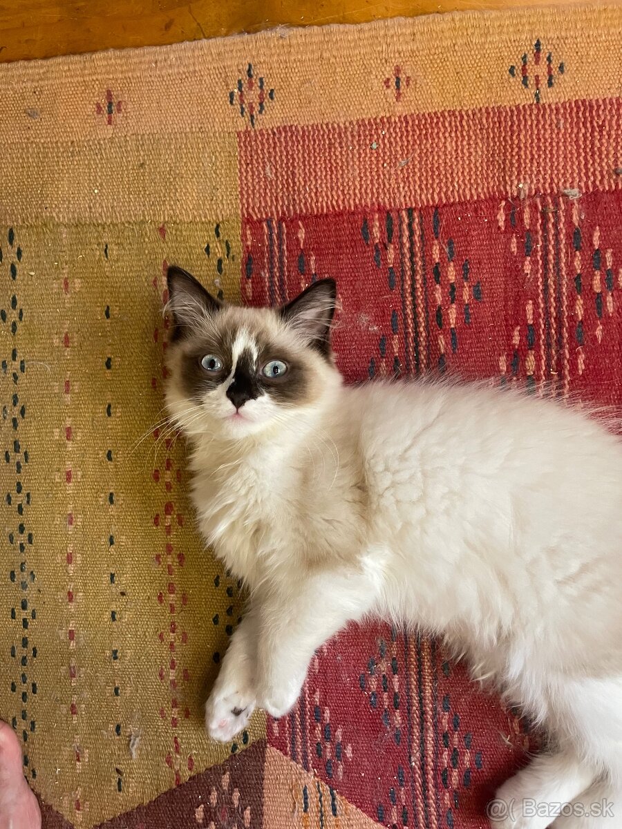 Ragdoll “priadky” macicky - 5