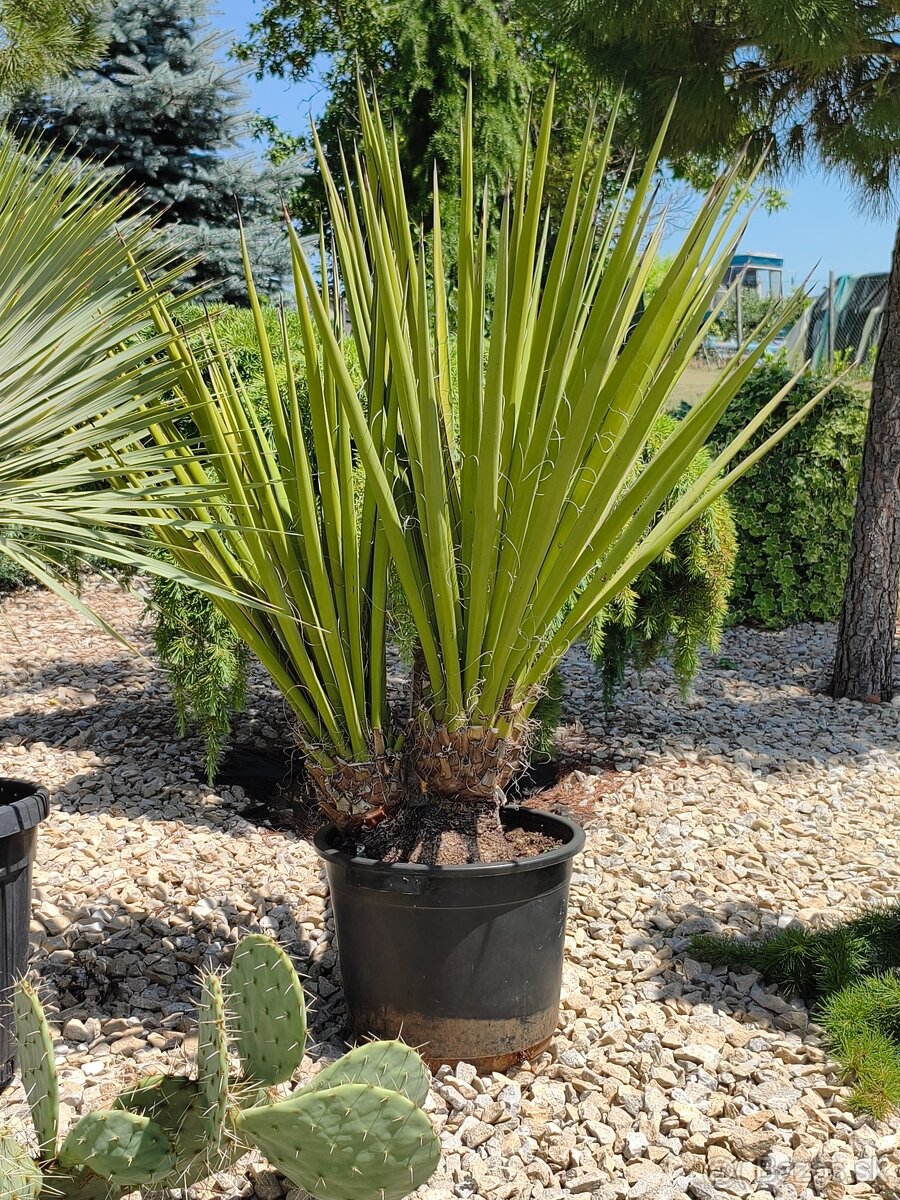 Juka yucca - 5