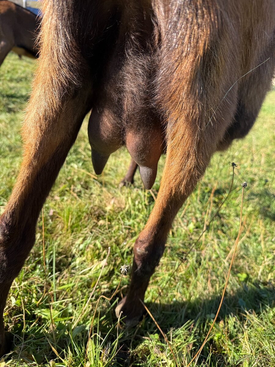 Predám 100% Alpínsku kozu - 5