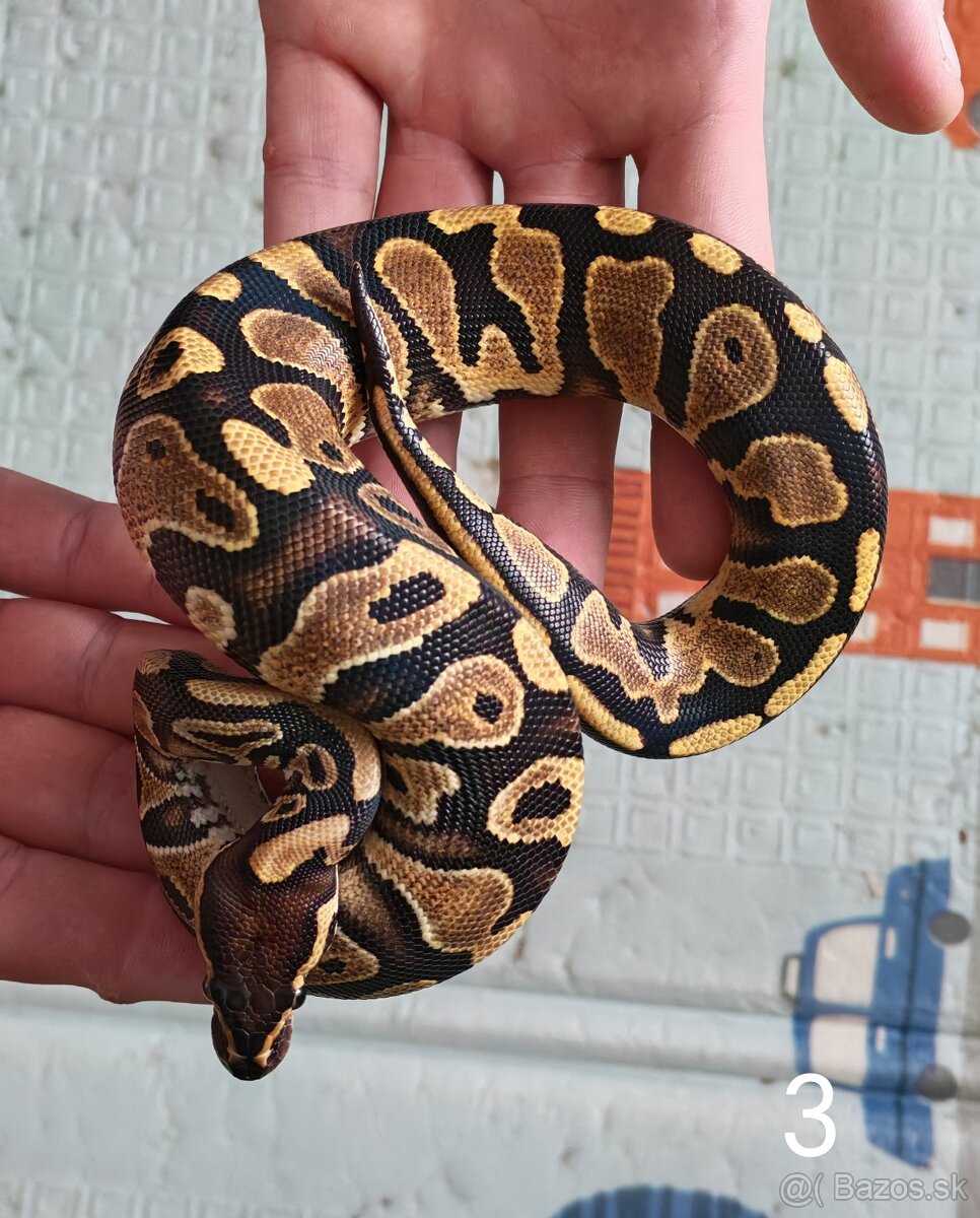 Pytón kráľovský/ Python regius - 5