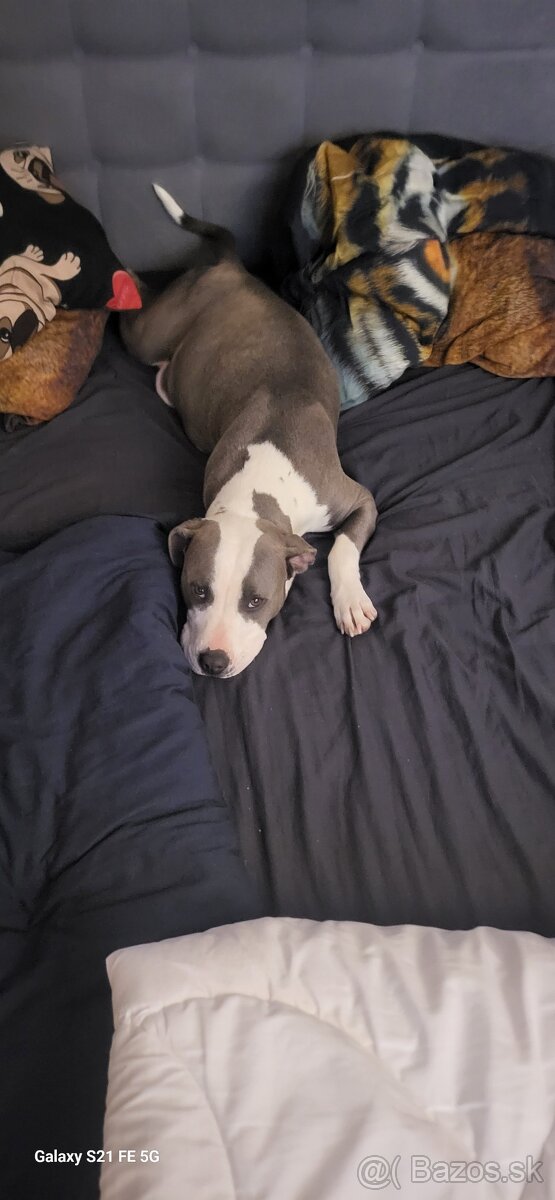 Americký stafordširsky terier - 5