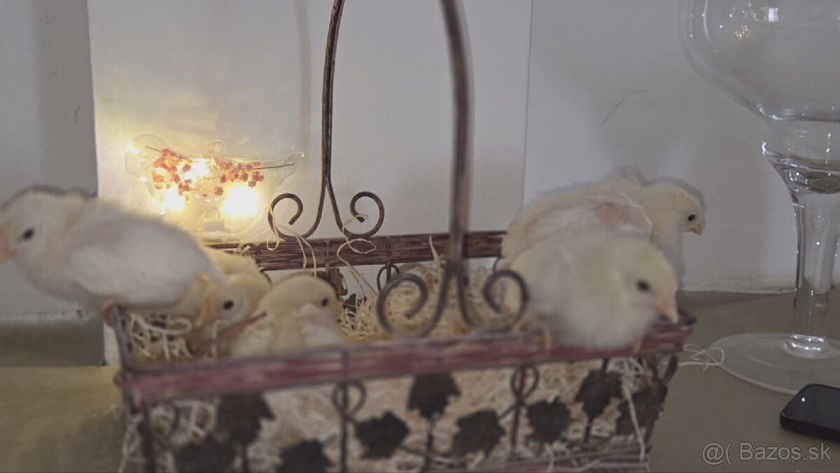 Kuriatka Leghorn - 5