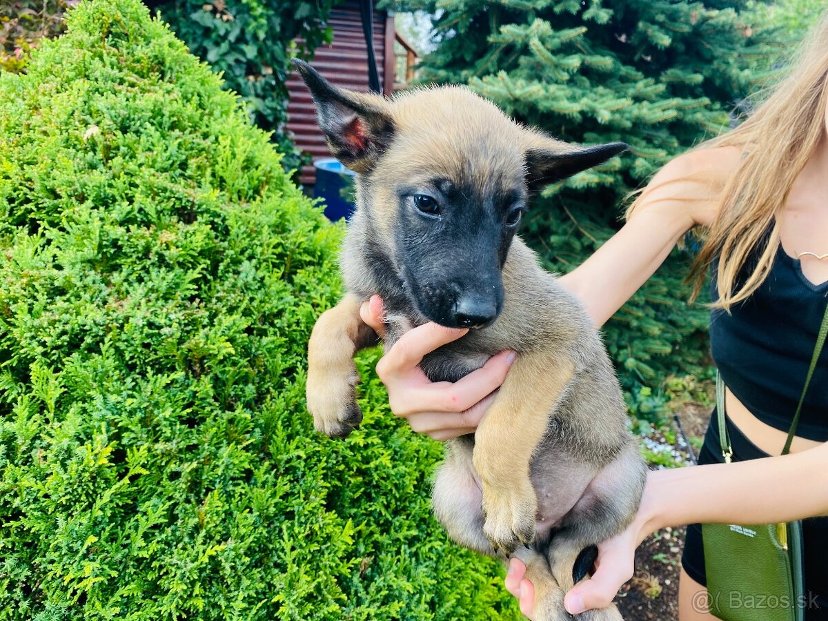 Šteniatka belgický ovčiak malinois - 5
