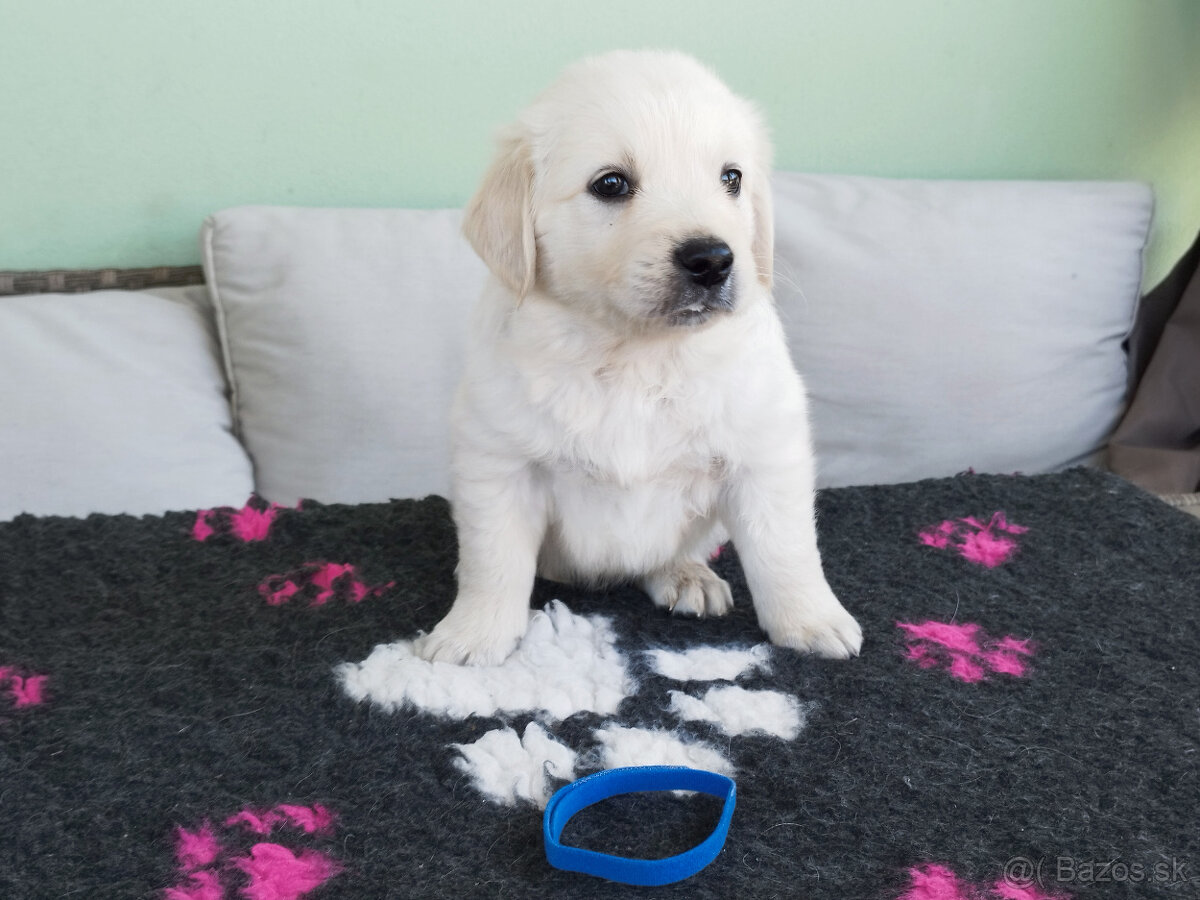 Zlatý retriever šteniatka - 5