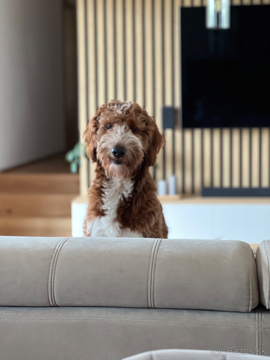 Goldendoodle na krytie - 5