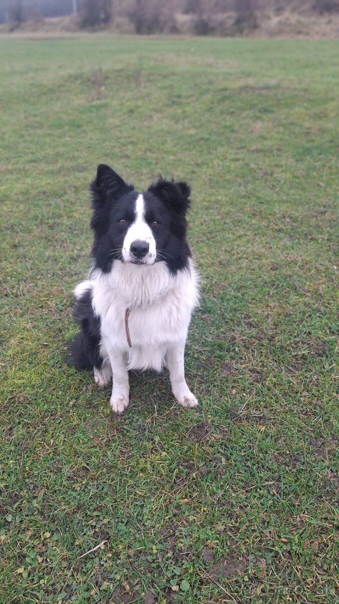 AKTUALNE Darujem border koliu - 5